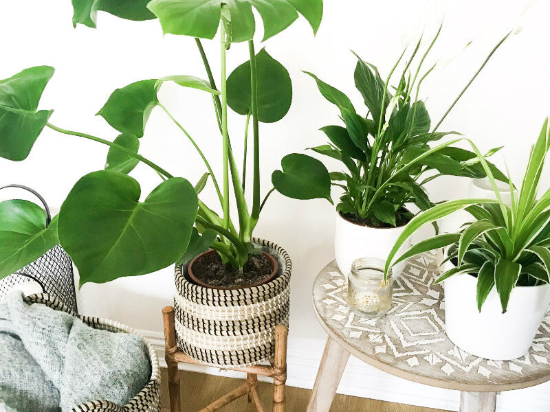 House Plants for the Soul