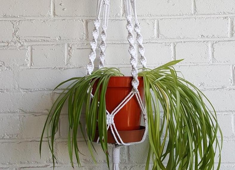 Macrame plant hanger with plant